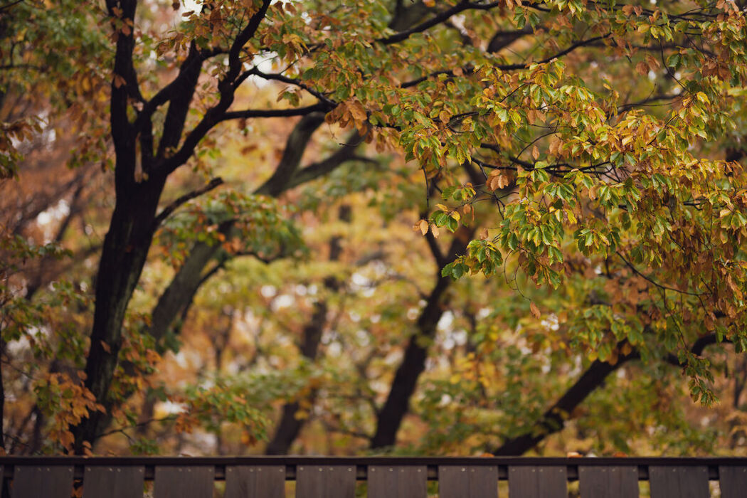 Coser@姫綺みみこ Mimiko Hinaki – Yukemuri Mimiko Part3