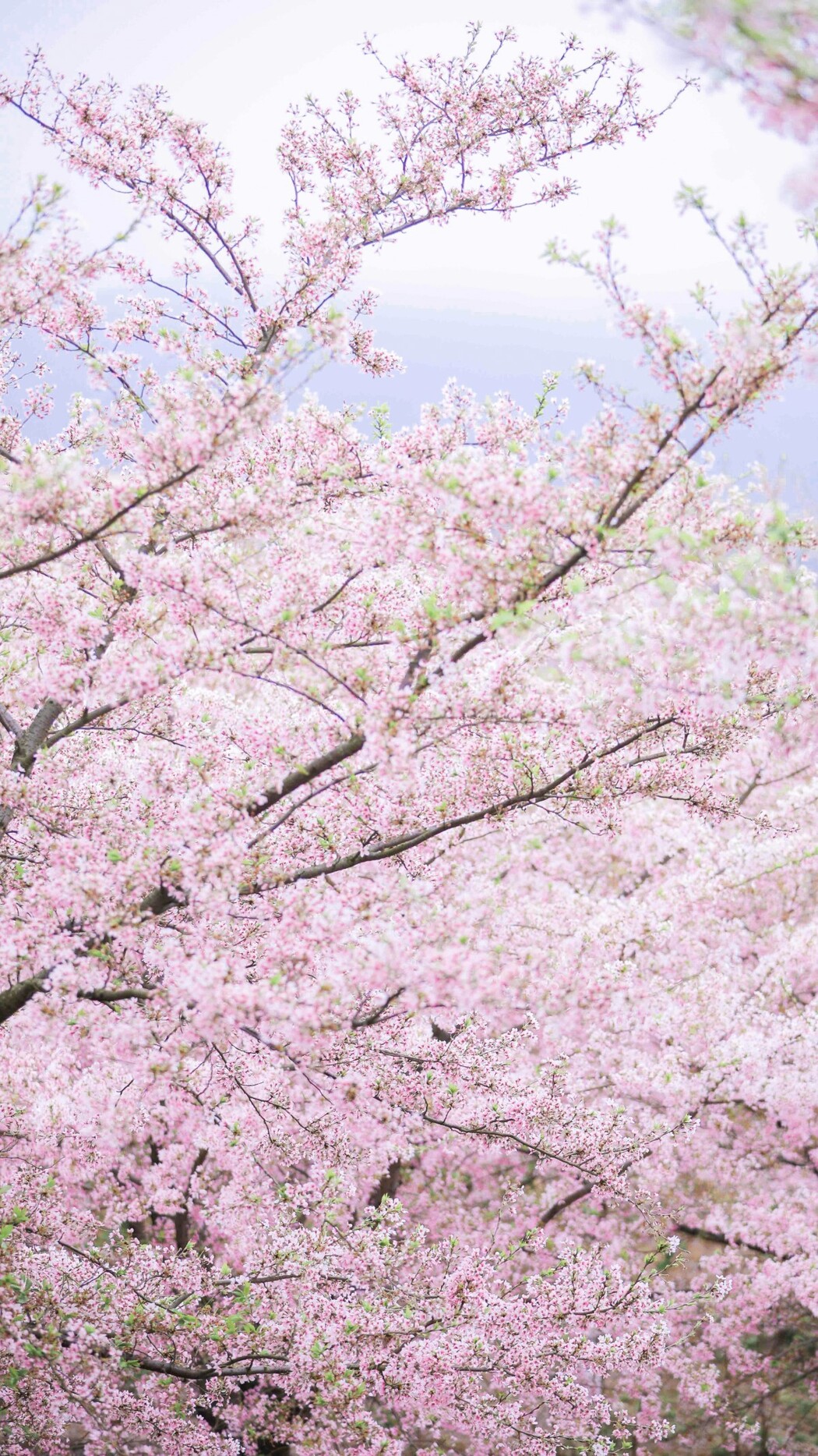 YiTuYu艺图语 Vol.1165 Huai Zhi