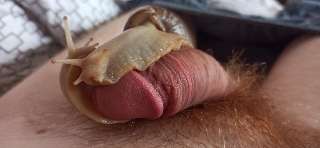 Formicophilia Porno