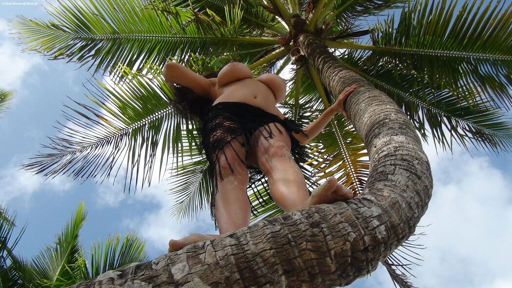Porn Under Palm Trees