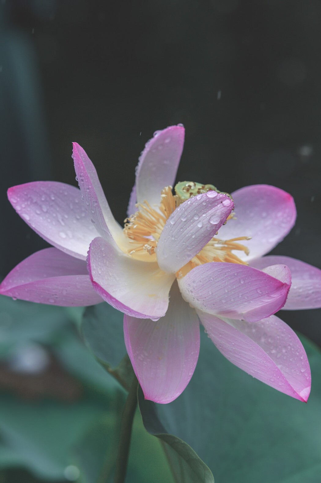 YiTuYu艺图语 Vol.1596 Hai Xing Xing seastar