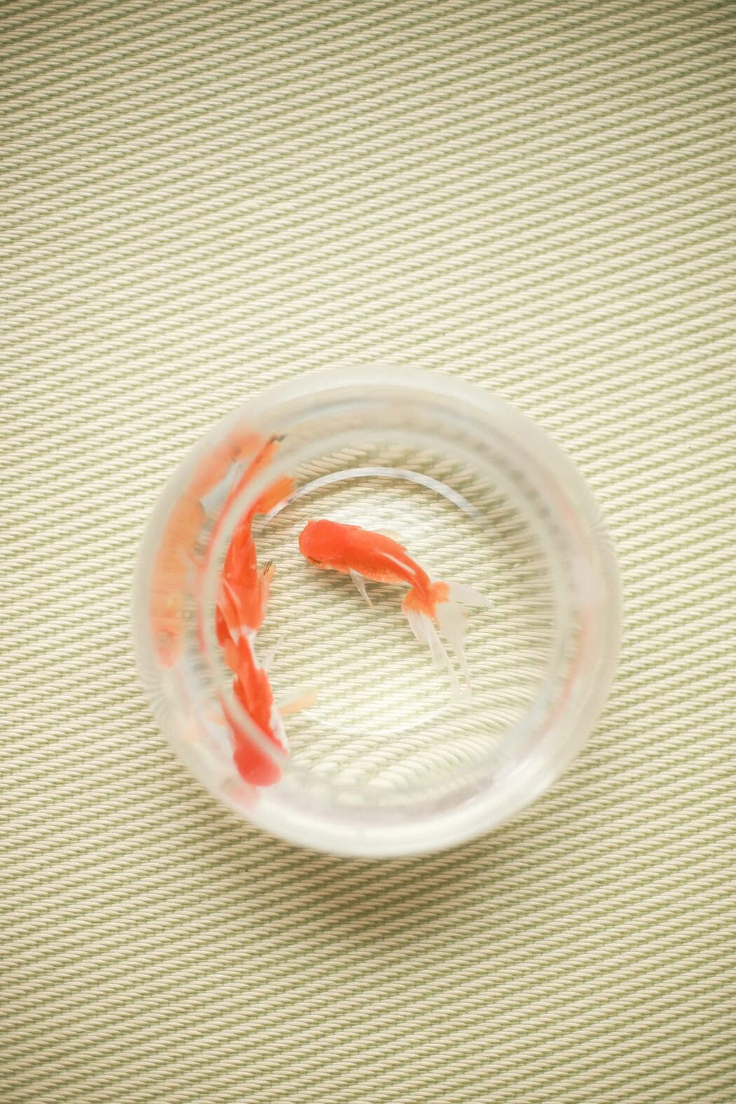 YiTuYu艺图语 Vol.2011 Guo Guo -koko