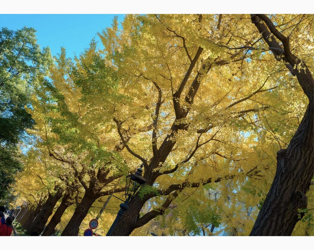 Inori Hanamiya 花宮いのり INORI 1st e-book A