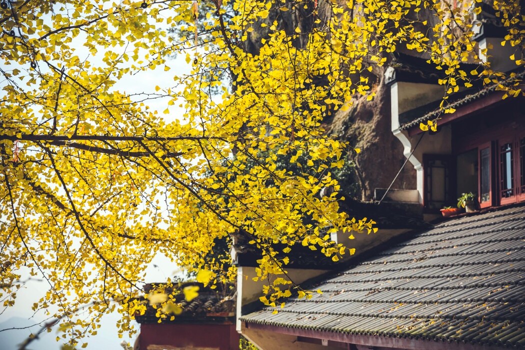 YiTuYu艺图语 Vol.473 Mao Ya Qi