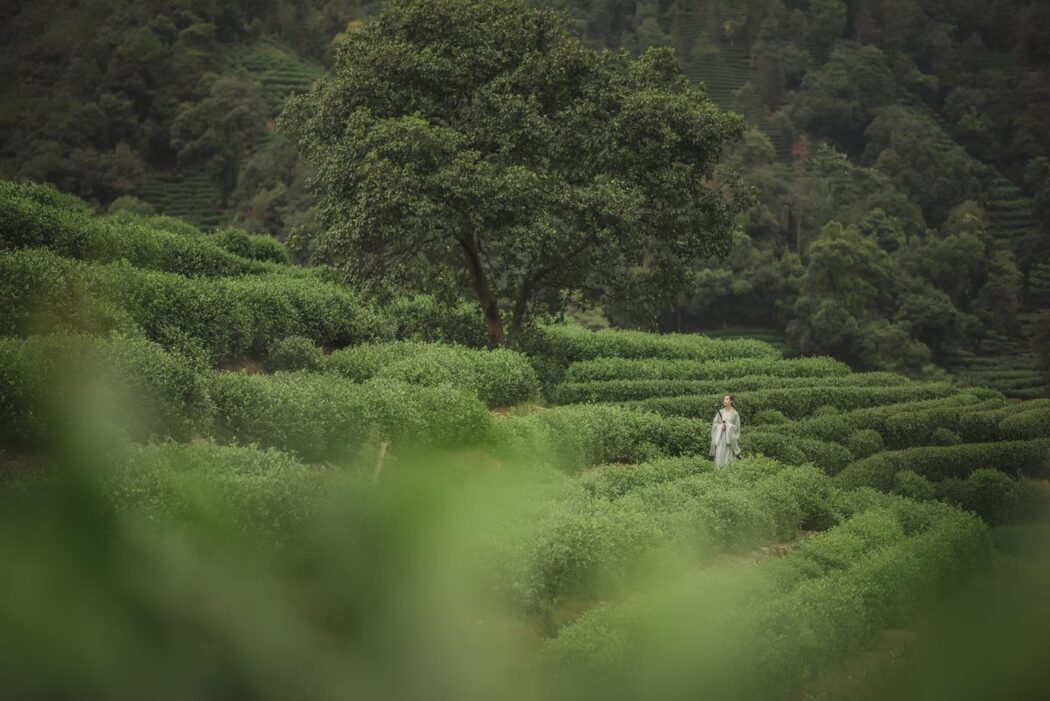 YiTuYu艺图语 Vol.511 Cao Lao Ban