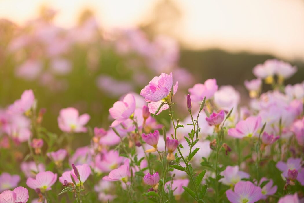 YiTuYu艺图语 Vol.4432 Xiao Xing Xing