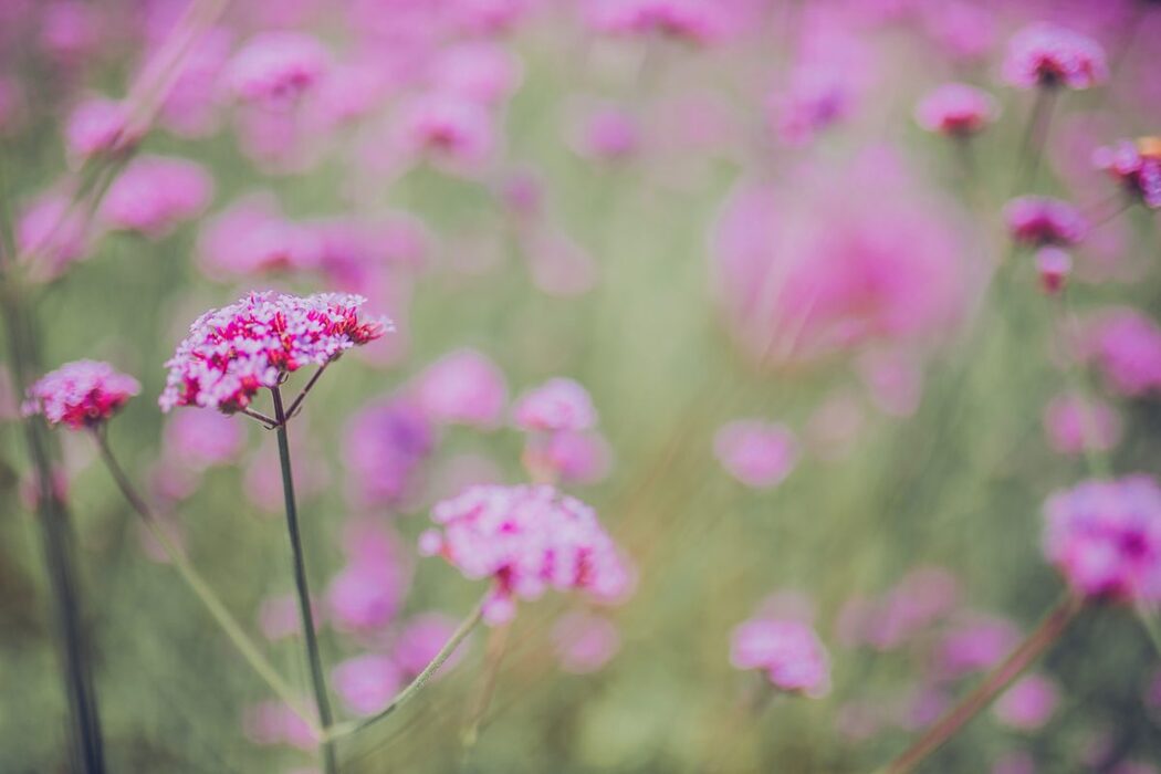 YiTuYu艺图语 Vol.4634 Yuan Xiao Yi