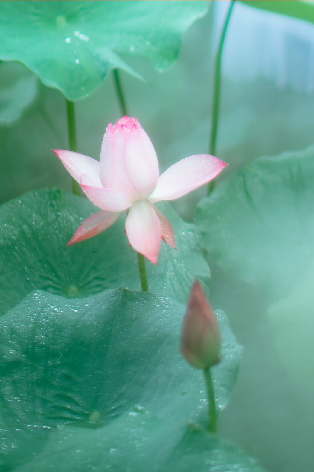 YiTuYu艺图语 Vol.611 Xiu Shui Ning Hua