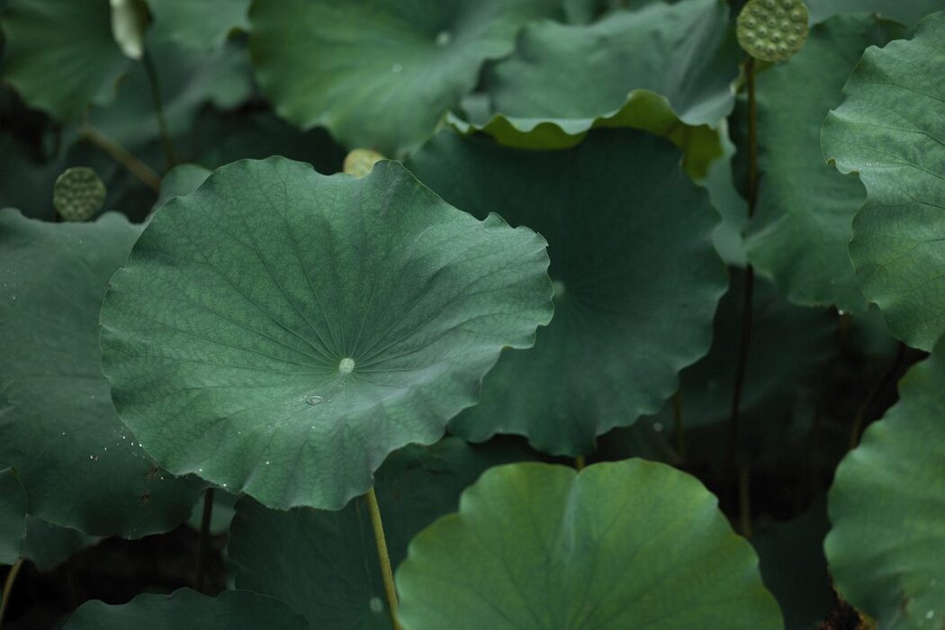 YiTuYu艺图语 Vol.743 Liu Liu Yang Liu Liu