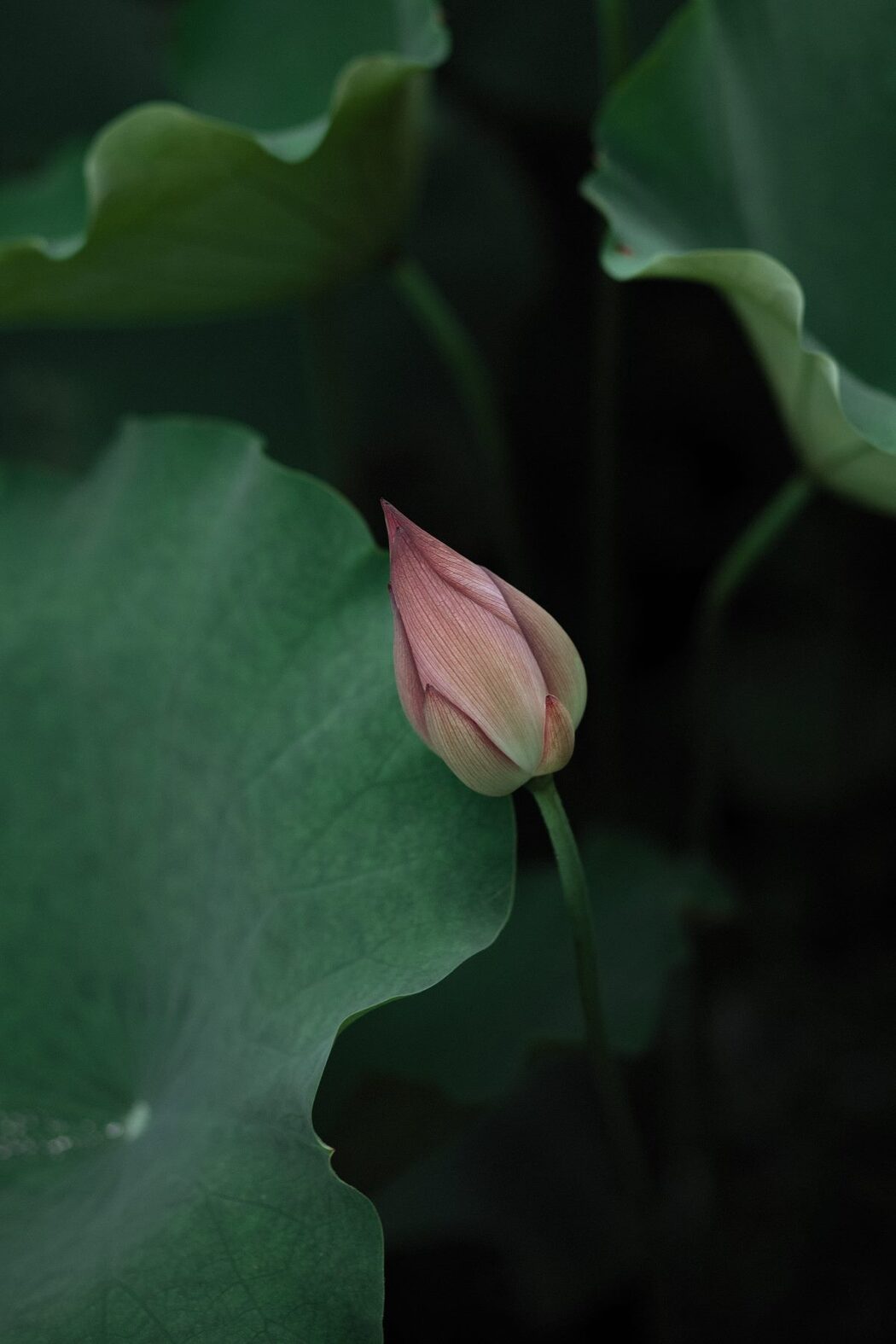 YiTuYu艺图语 Vol.743 Liu Liu Yang Liu Liu