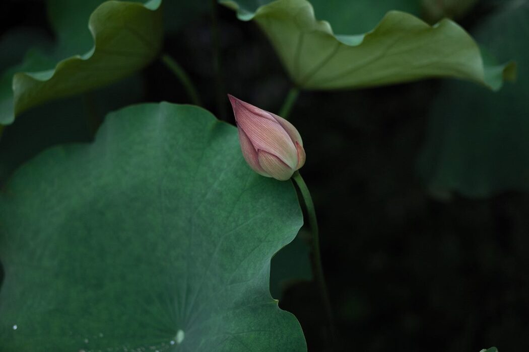 YiTuYu艺图语 Vol.743 Liu Liu Yang Liu Liu