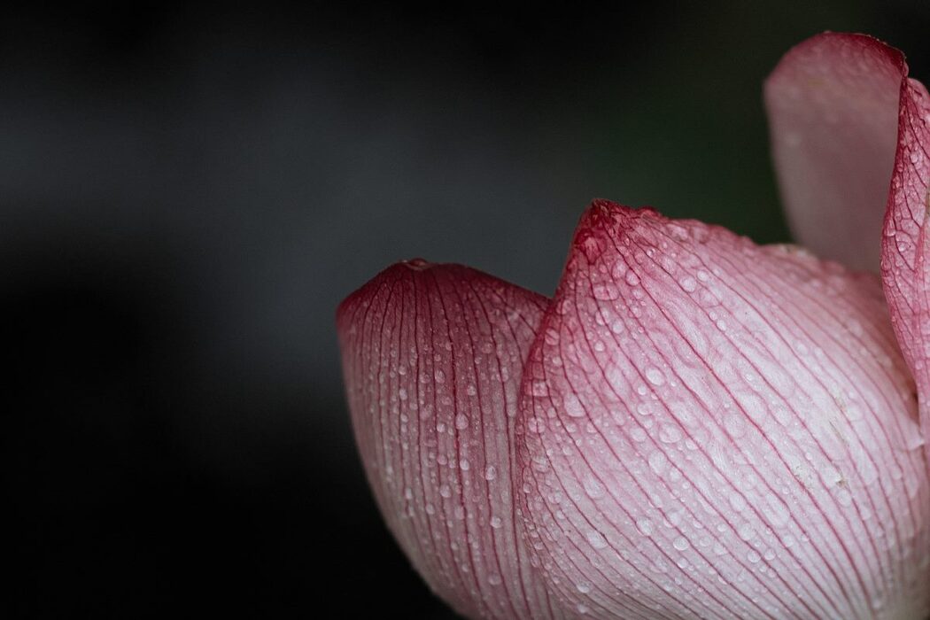 YiTuYu艺图语 Vol.743 Liu Liu Yang Liu Liu