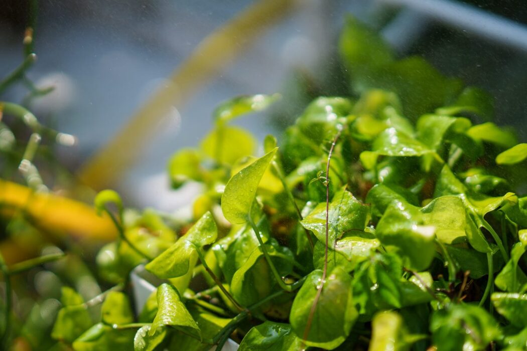 YiTuYu艺图语 Vol.807 Xiao Rong