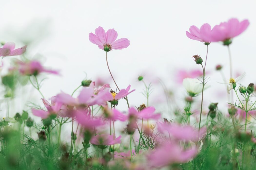 YiTuYu艺图语 Vol.734 Yu Yuan Yuan e