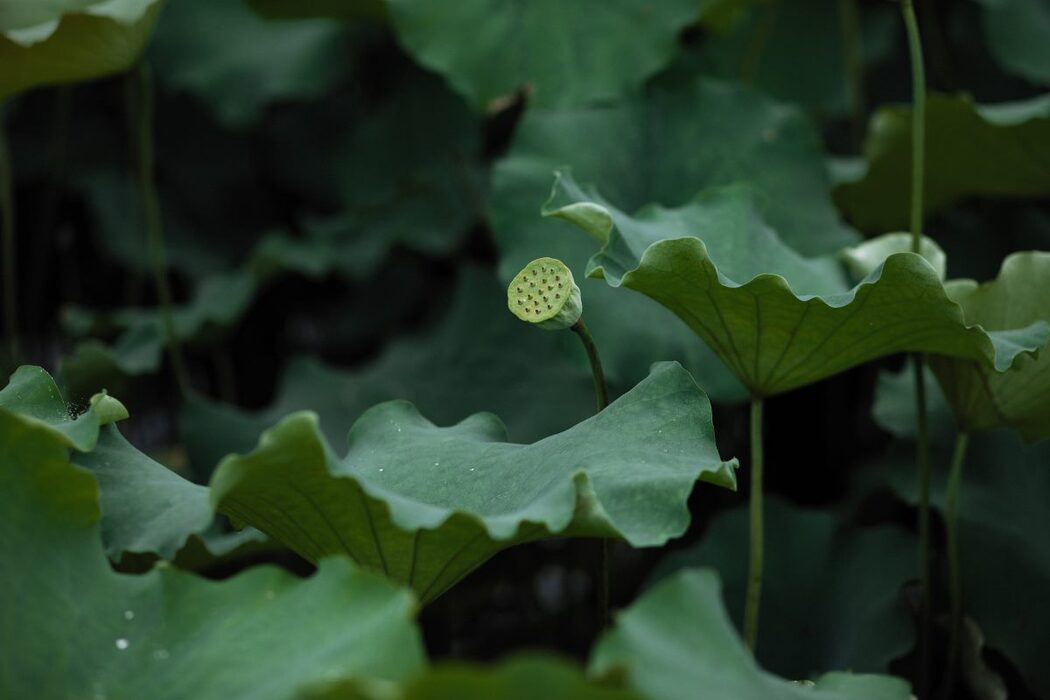 YiTuYu艺图语 Vol.743 Liu Liu Yang Liu Liu