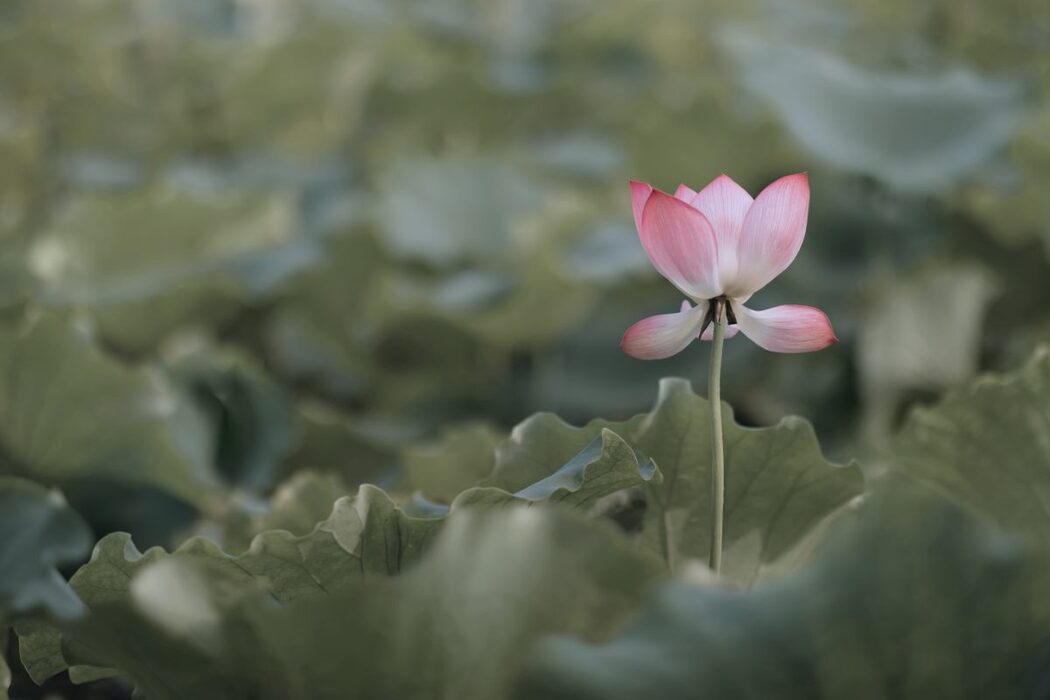 YiTuYu艺图语 Vol.681 Bing Bing