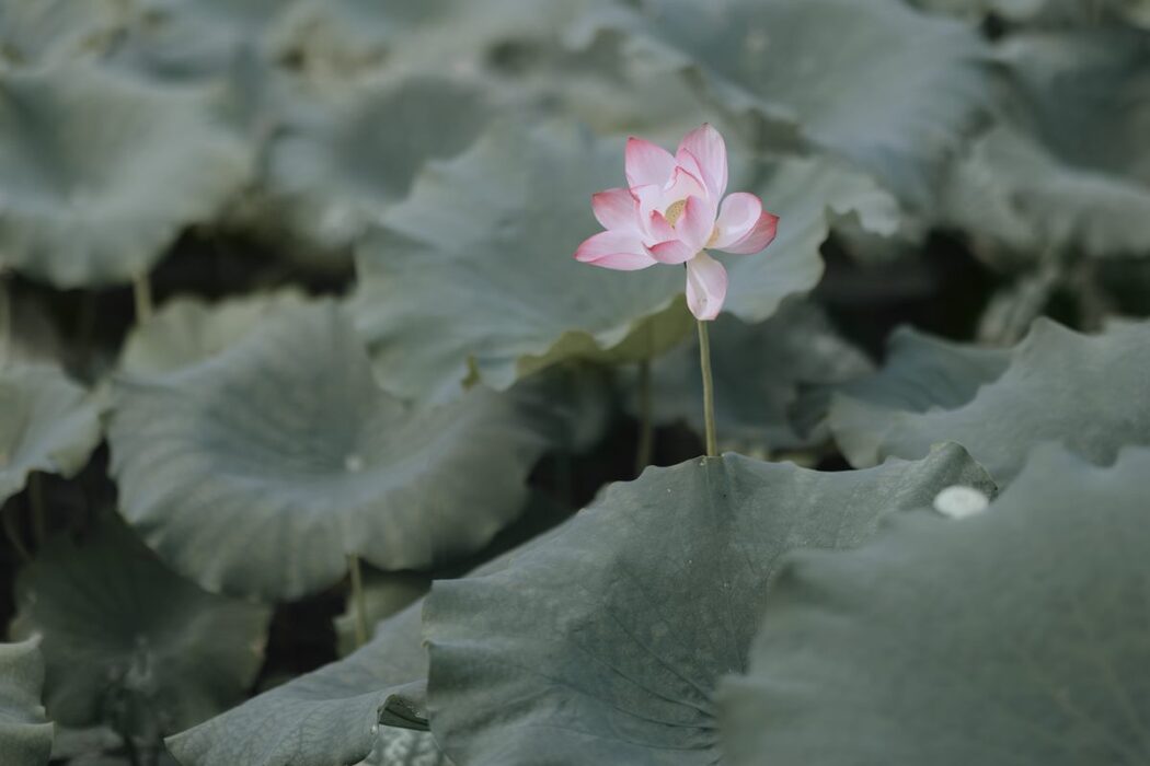 YiTuYu艺图语 Vol.681 Bing Bing