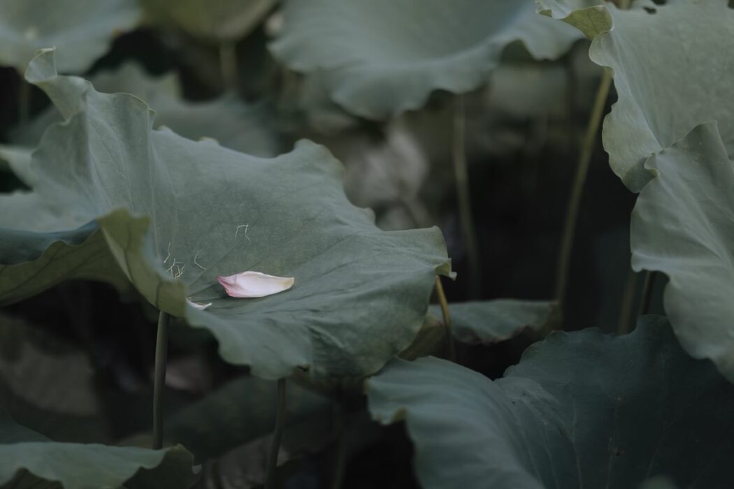 YiTuYu艺图语 Vol.681 Bing Bing