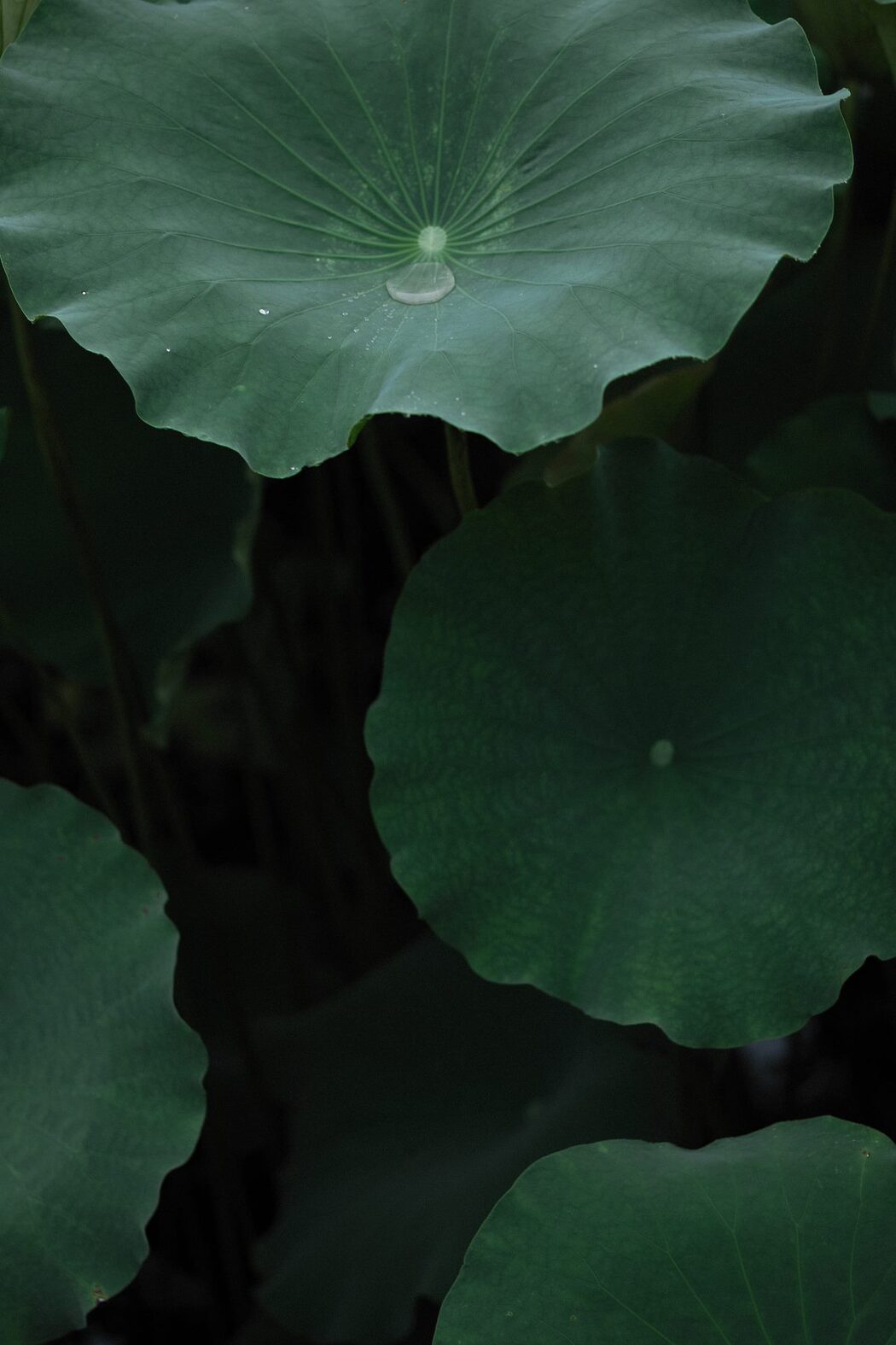 YiTuYu艺图语 Vol.743 Liu Liu Yang Liu Liu