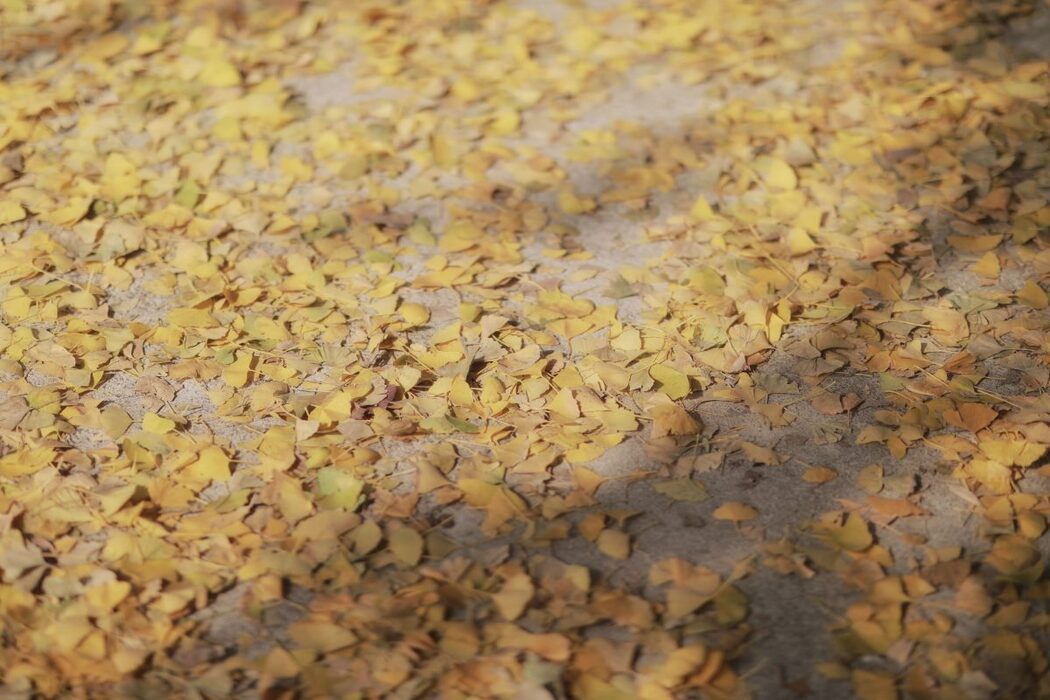 YiTuYu艺图语 Vol.991 Qiao Dou Ma Dai