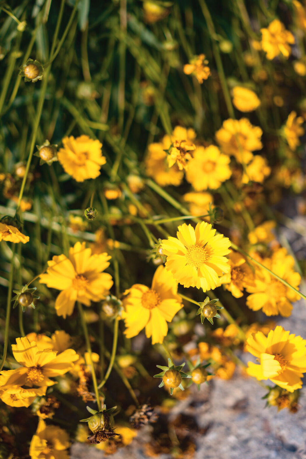 YiTuYu艺图语 Vol.7181 Qian Luo Nai You