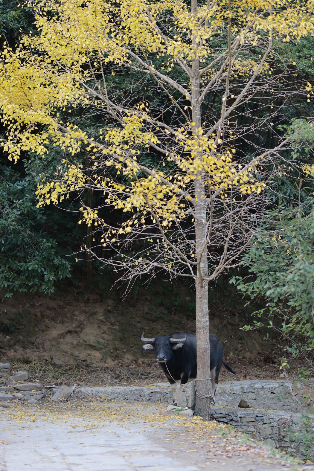 YiTuYu艺图语 Vol.7726 Hui Er Er Ya