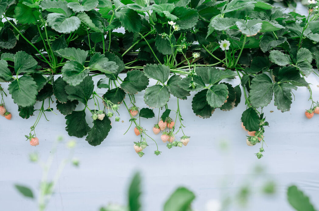 Coser@Ely_eee ElyEE子 – Strawberry Picking Date (35P – 2V)
