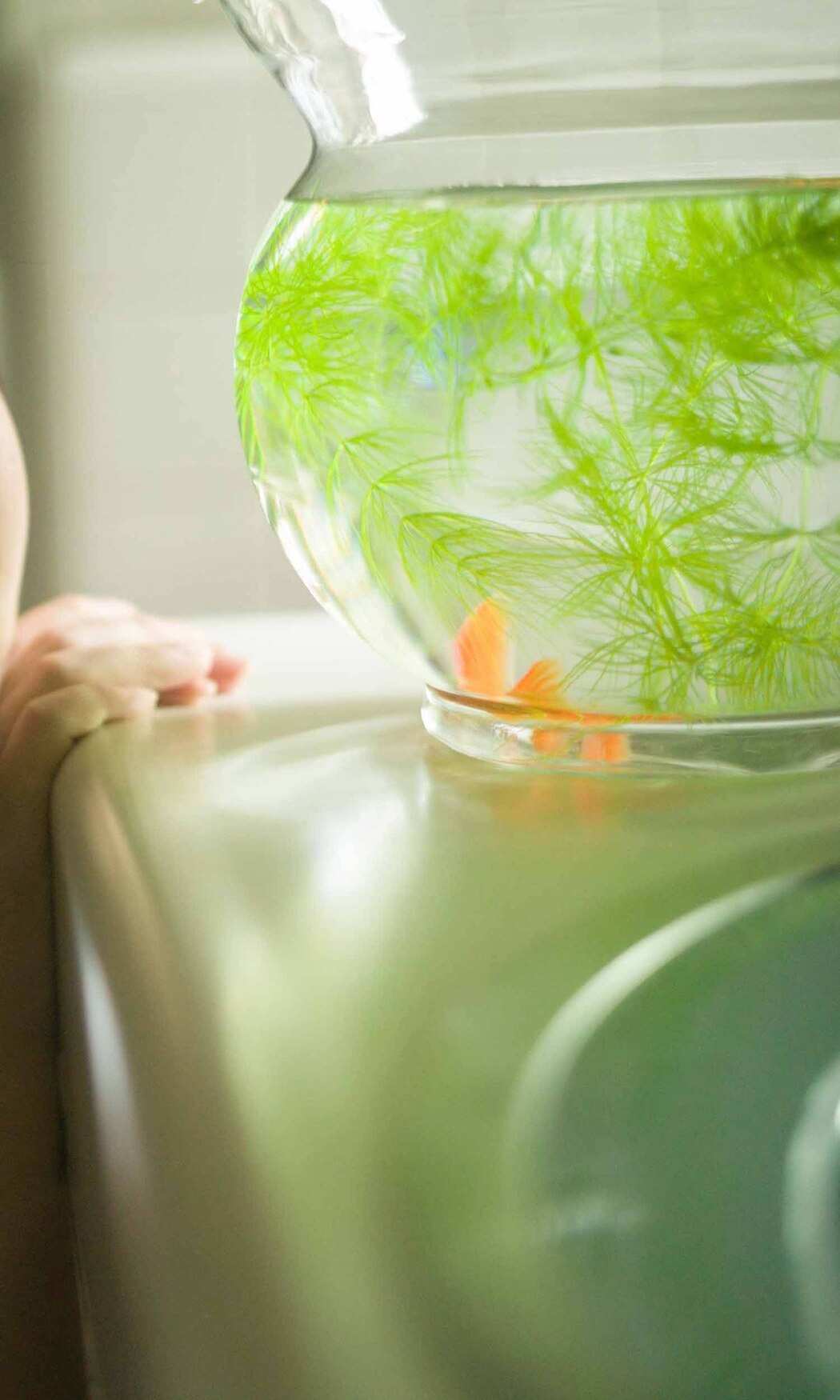 Weekly Photobook 2021-08-16 Sakina Tonchiki 頓知気さきな – Summer Goldfish