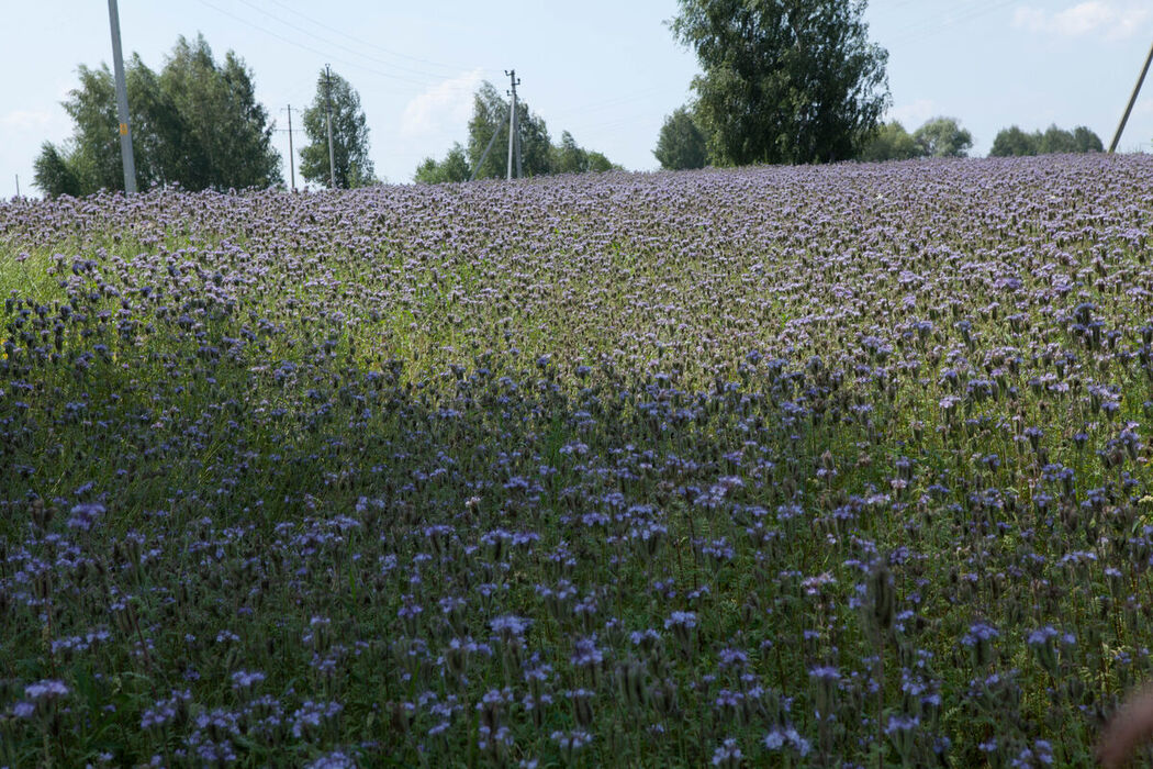 MetArt Rany A – Angelico Part01 (64P)