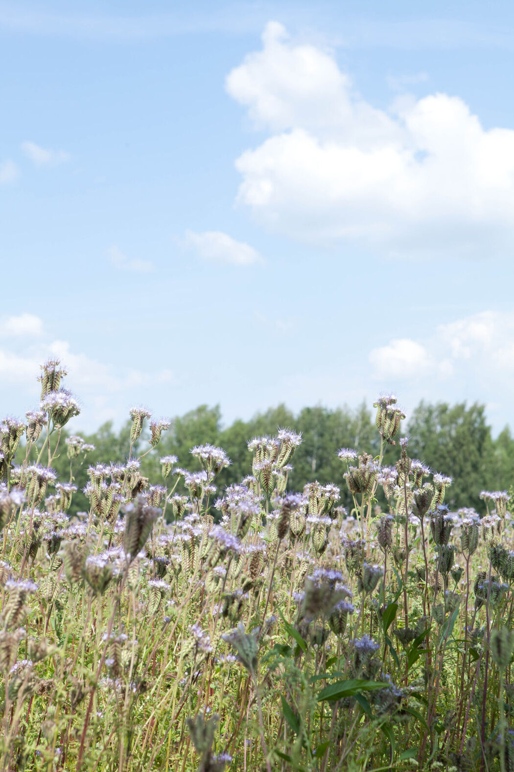 MetArt Rany A – Angelico Part02 (64P)