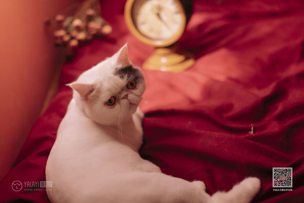 YaLaYi雅拉伊 Vol.460 Jia Jia