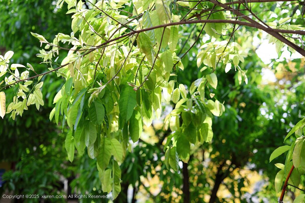 XiuRen秀人网 No.10247 Kiko Mogi (81P)