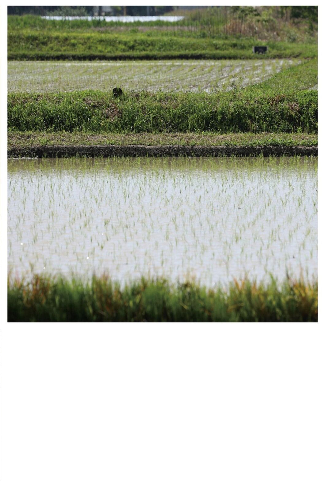 JP Narumi Hirose 広瀬なるみ – ヌード写真集 風に包まれて Part03 (51P)