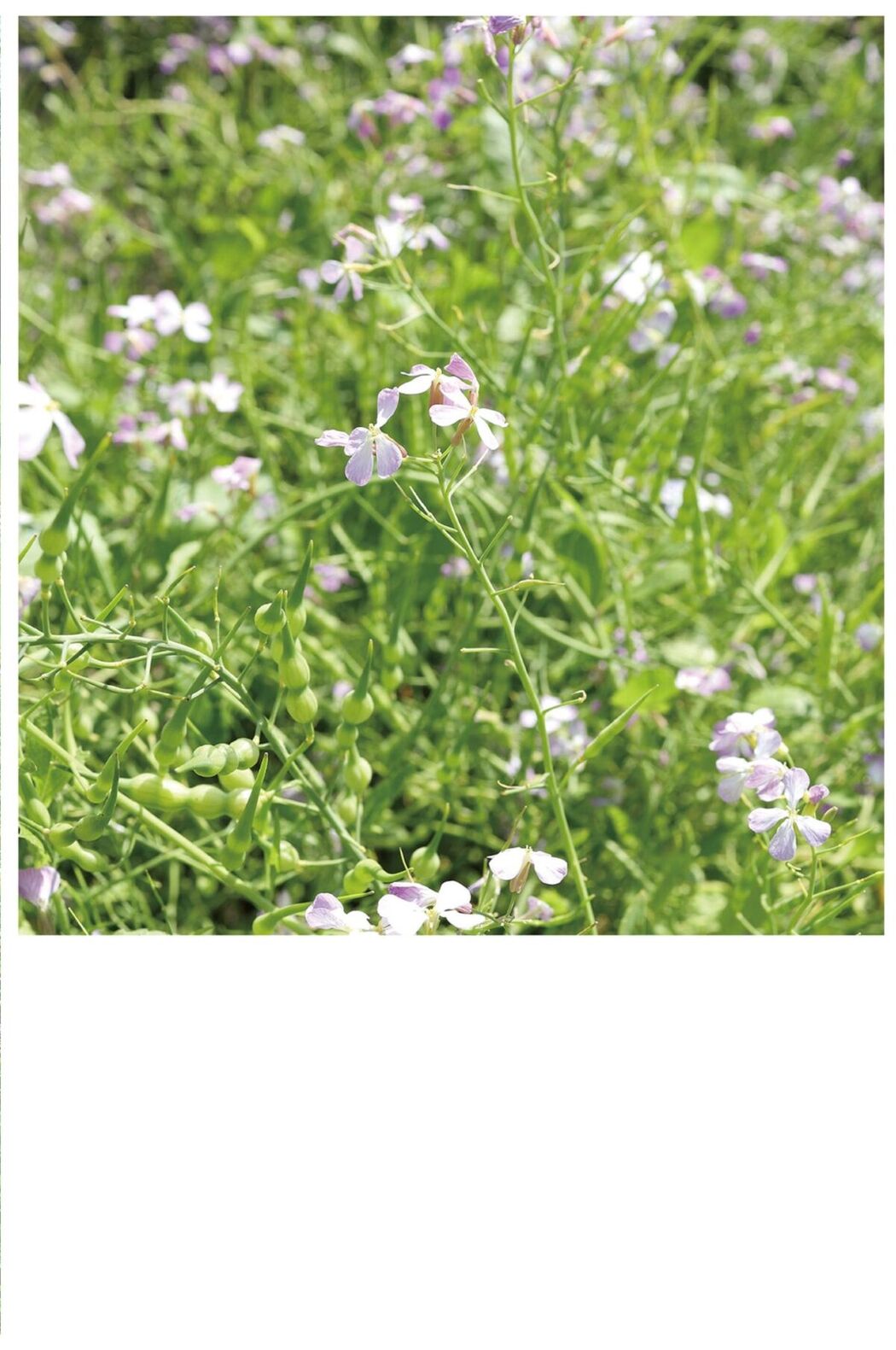 JP Narumi Hirose 広瀬なるみ – ヌード写真集 風に包まれて Part02 (51P)