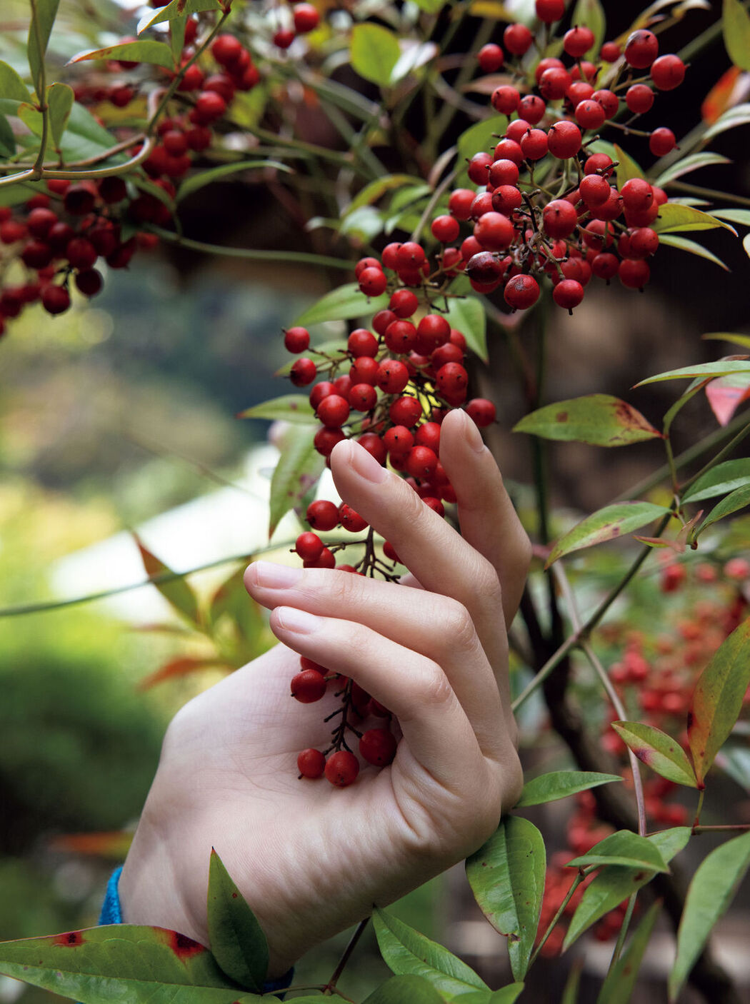 JP Miho Machiyama 街山みほ – Scarlet Part02 (65P)