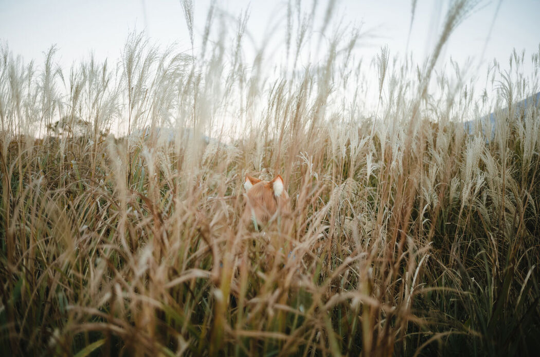 Coser@Ely_eee ElyEE子 &#8211; Soft Glow 狼與暖陽 (53P &#8211; 1V)