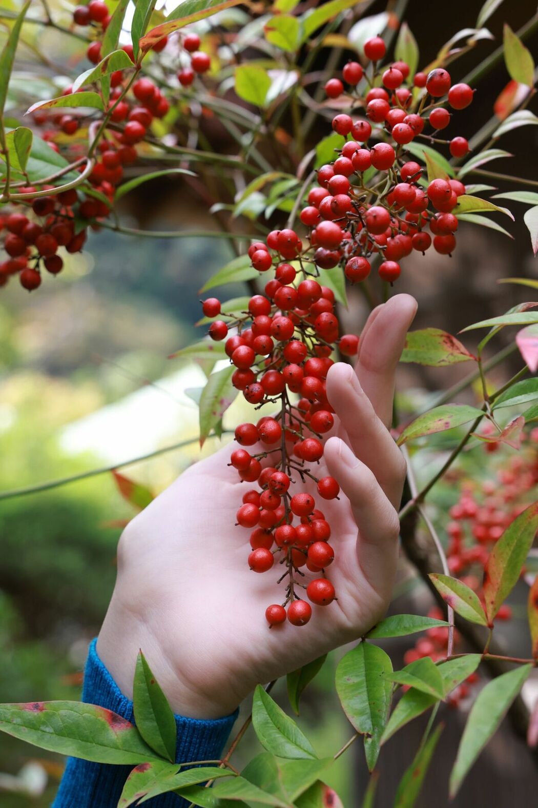 JP Miho Machiyama 街山みほ &#8211; FRIDAYデジタル写真集 Scarlet スペシャルEdition Vol.2 (66P)