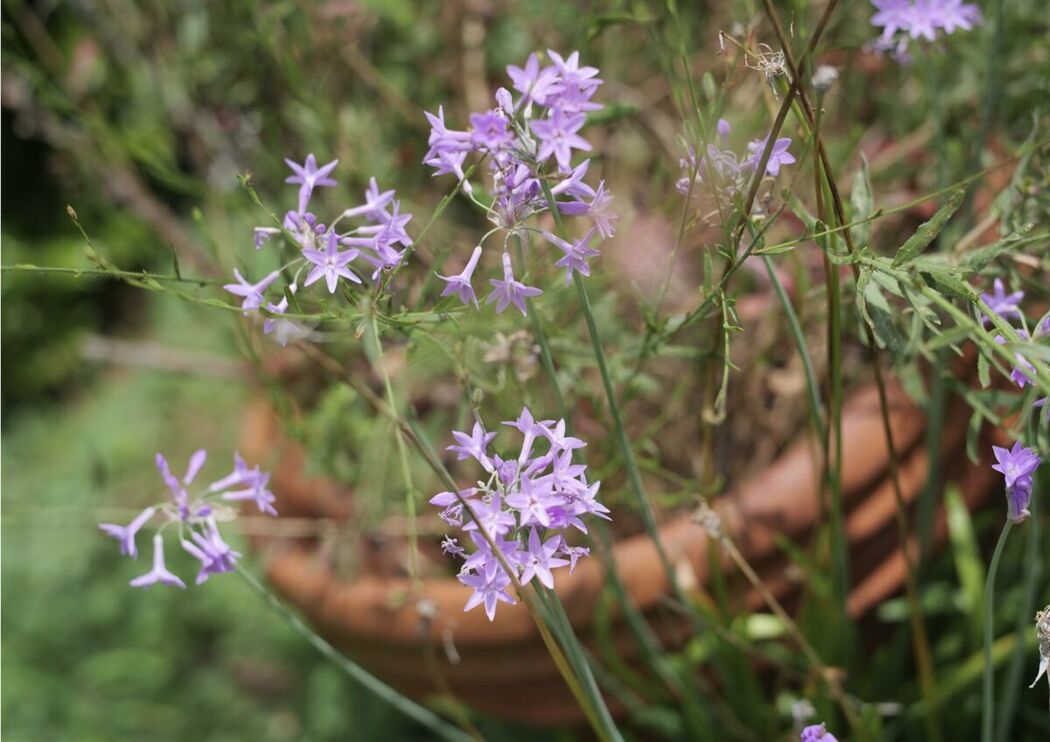 JP Mari Takamiya 高宮まり And Sayaka Okada 岡田紗佳 &#8211; 週刊ポストデジタル写真集 牌 x 牌 more (70P)
