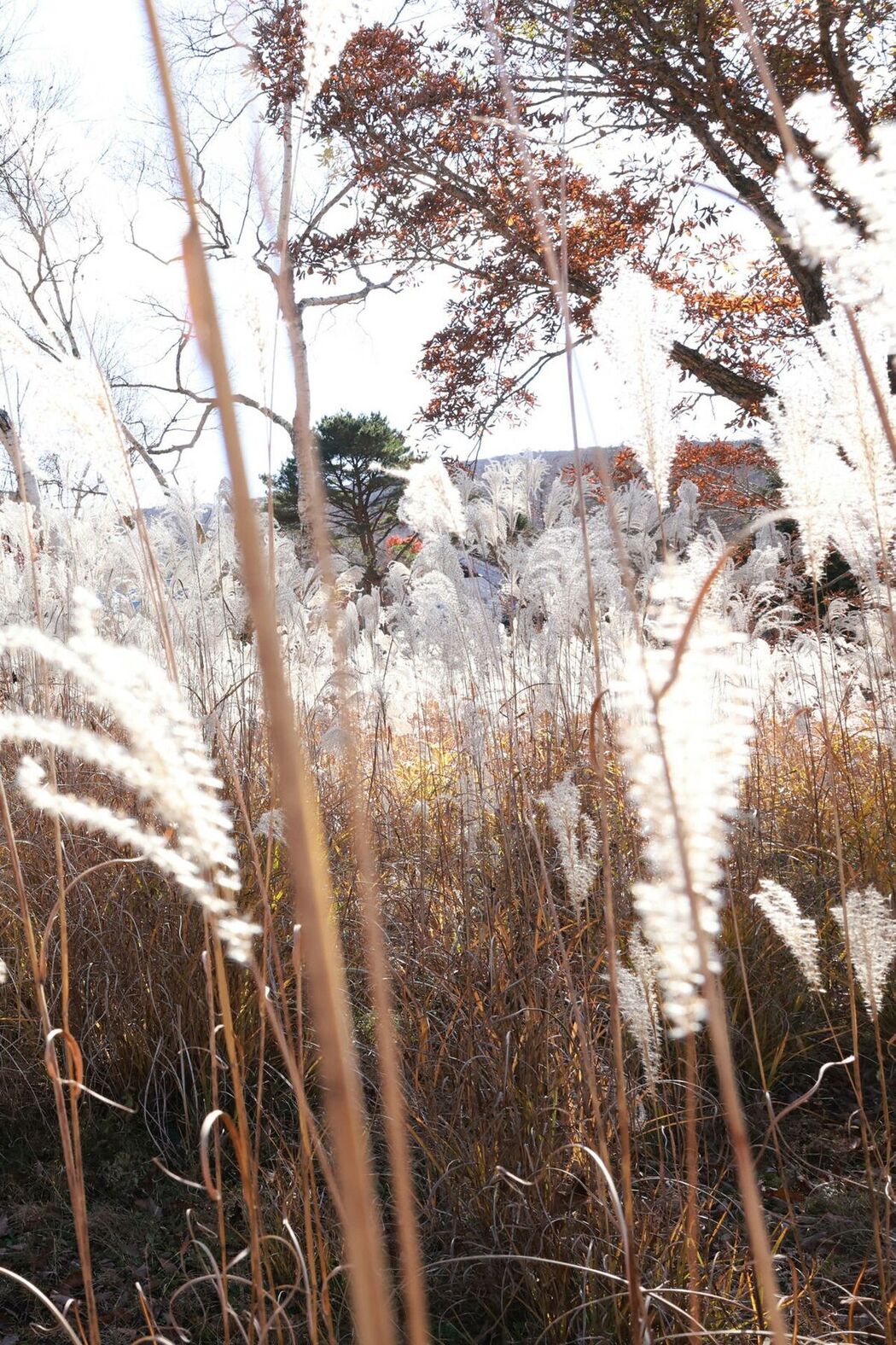 JP Miho Machiyama 街山みほ &#8211; FRIDAYデジタル写真集 Scarlet スペシャルEdition Vol.1 (66P)