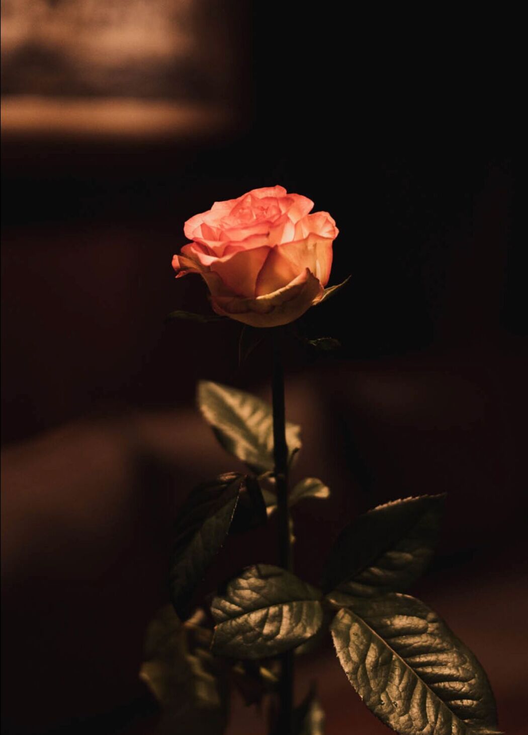 JP Airi Kijima 希島あいり – Lady Mary Part01 (50P)