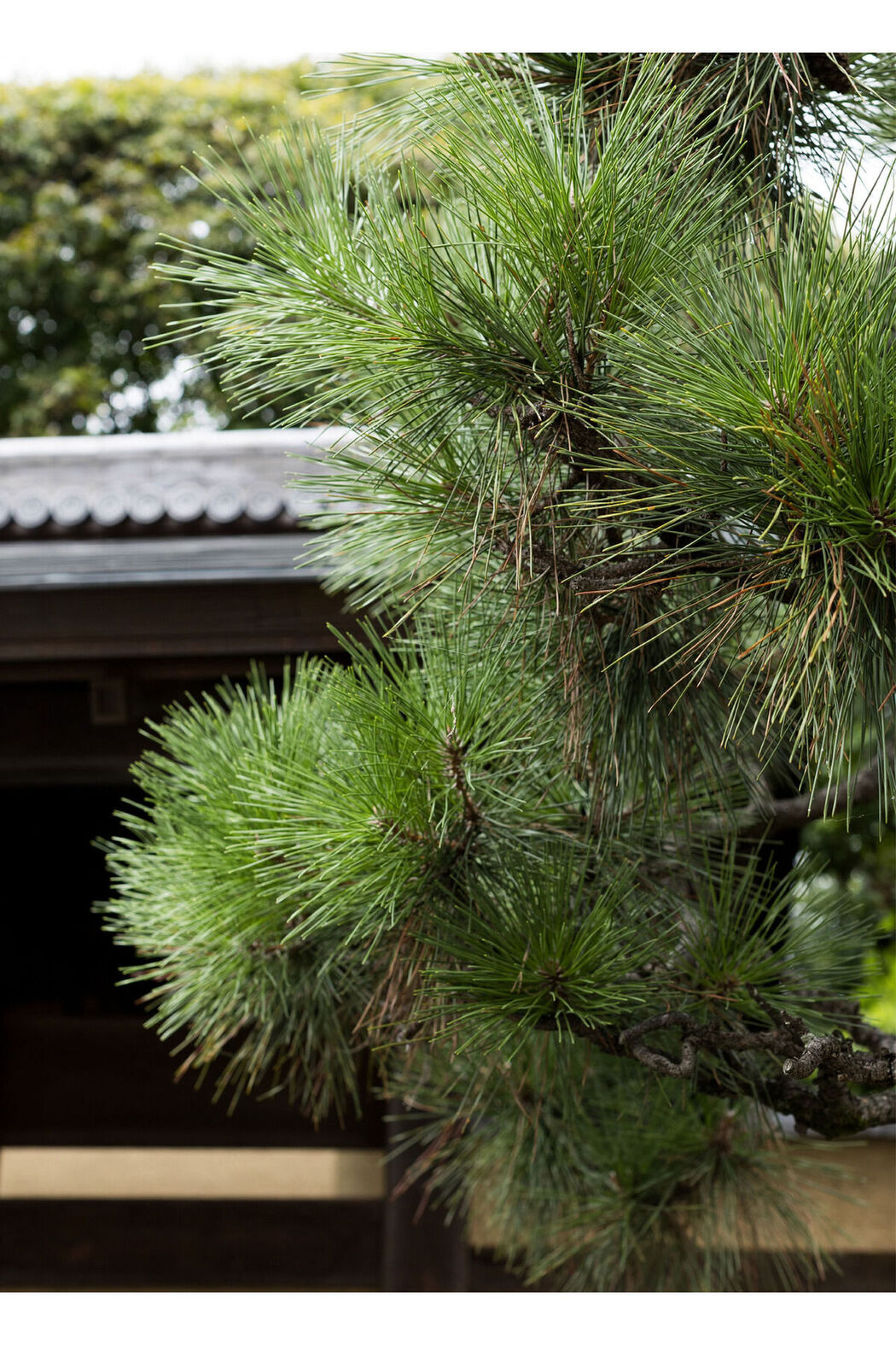 JP Hikari Kisaki 妃ひかり – オープンシャワー写真集 光りが射す方へ Part01 (57P)