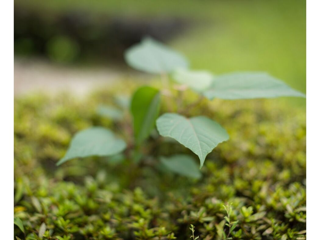 JP Hikari Kisaki 妃ひかり – オープンシャワー写真集 光りが射す方へ Part01 (57P)