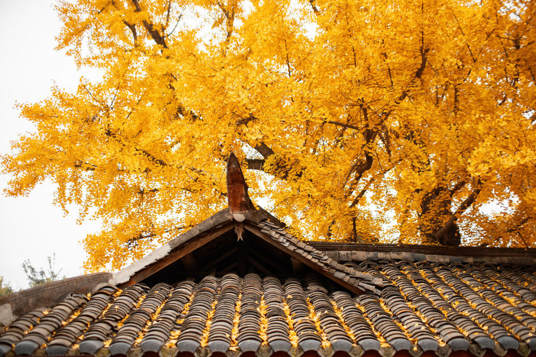 YiTuYu艺图语 Vol.8525 Tao Zi (49P)