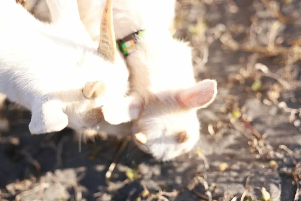 JP Kana Nakada 中田花奈 – FRIDAYデジタル写真集 Soleil オール未公開スペシャルEdition Vol.2 Part02 (47P)