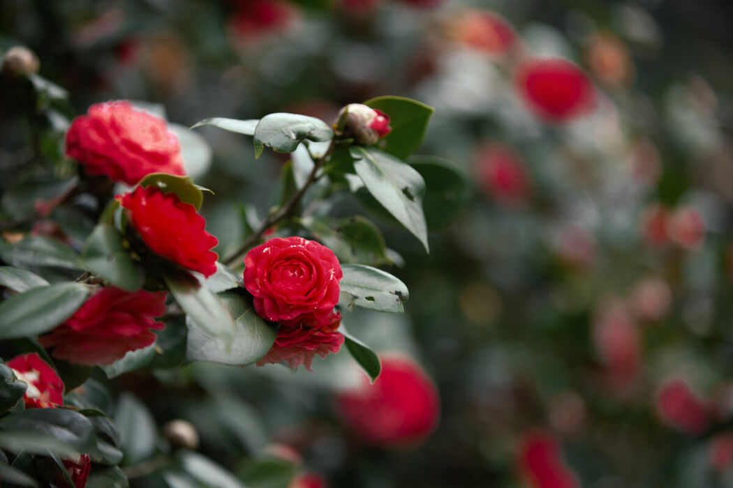 YiTuYu艺图语 Vol.8689 Qi Ni Si Mao (41P)