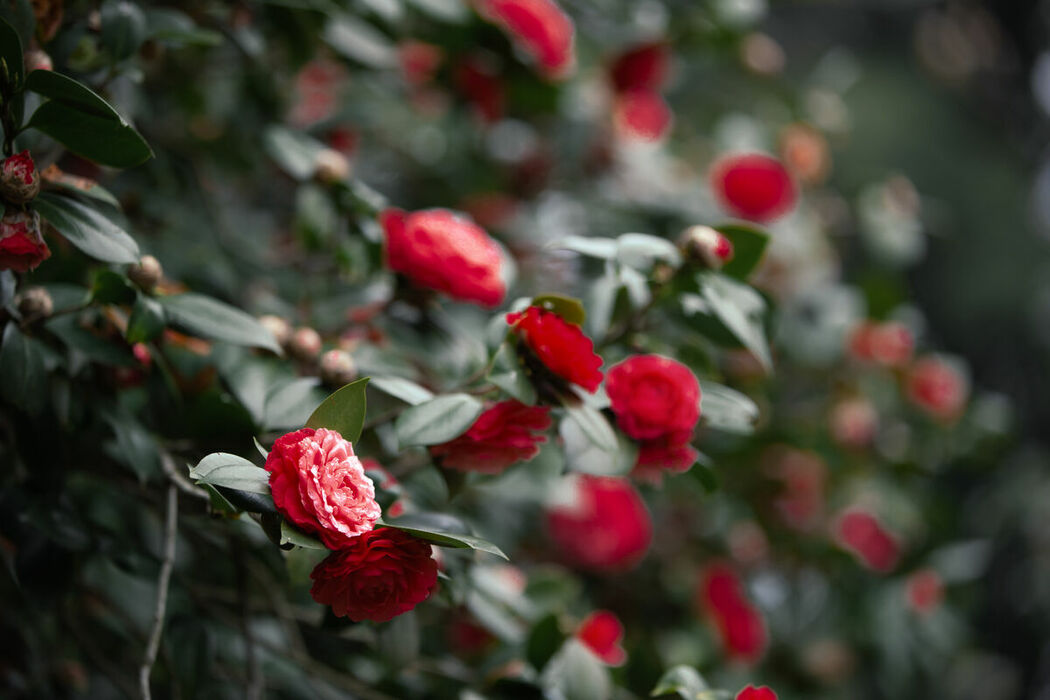 YiTuYu艺图语 Vol.8689 Qi Ni Si Mao (41P)