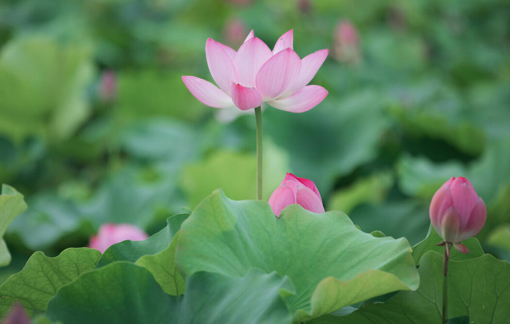 YiTuYu艺图语 Vol.8702 Xu Jin Huan (15P)