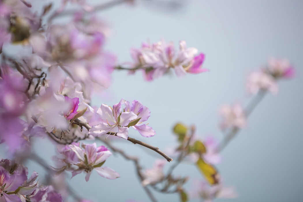 YiTuYu艺图语 Vol.8918 Jiu Shi Jiao Mei Nan A (34P)