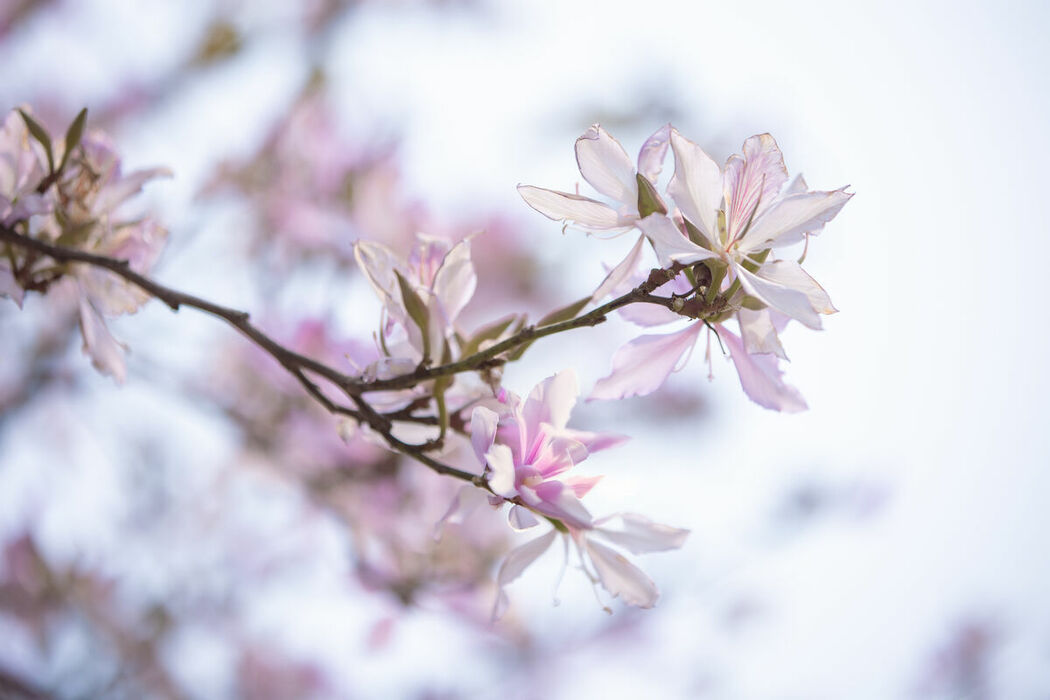 YiTuYu艺图语 Vol.8918 Jiu Shi Jiao Mei Nan A (34P)