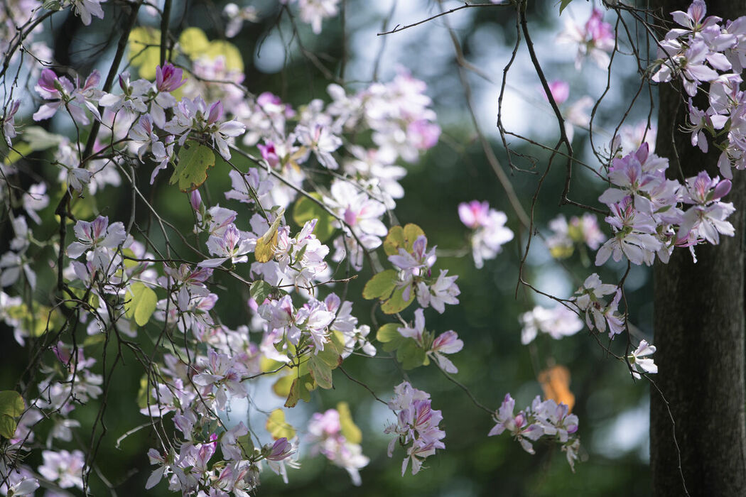 YiTuYu艺图语 Vol.9018 lsababe (39P)